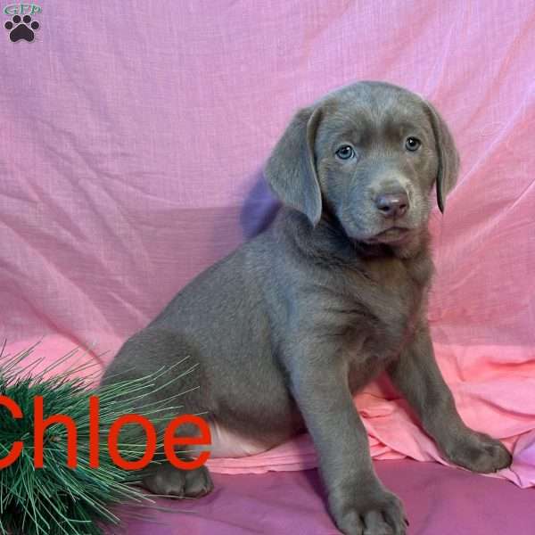 Chloe, Silver Labrador Retriever Puppy